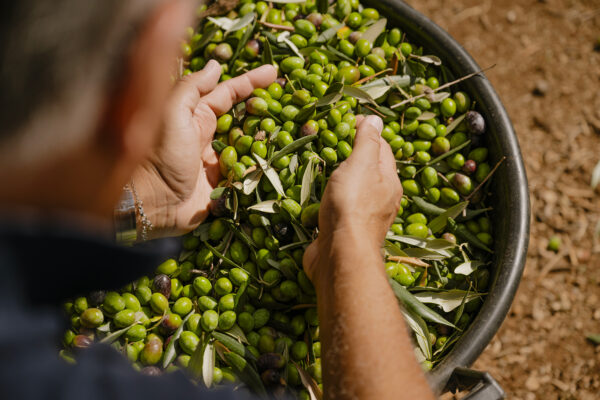 claudio vignoli extra virgin olive oil